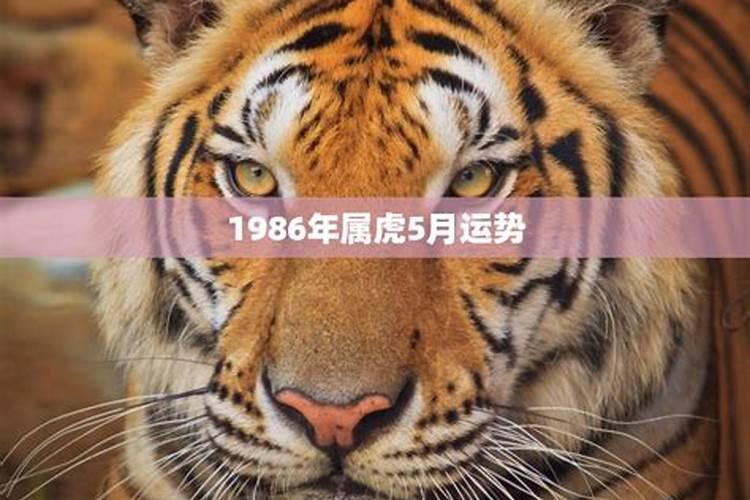 1986属虎人一生的财运如何