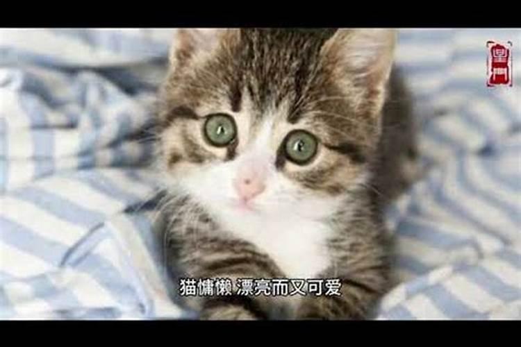 属鸡的人和属猴的人婚姻