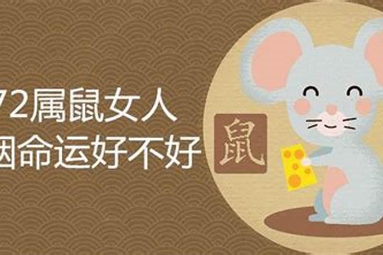 6月属鼠的命运如何