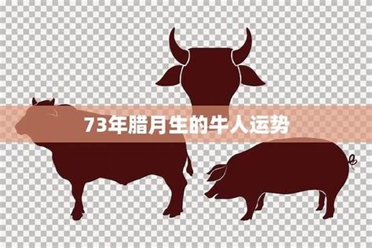 73年出生的牛2021年运势如何