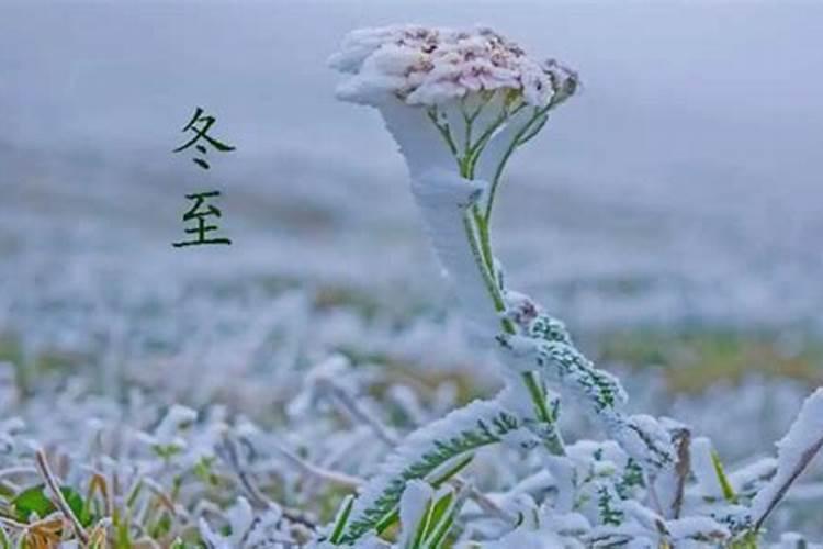 冬至祭扫高峰期限