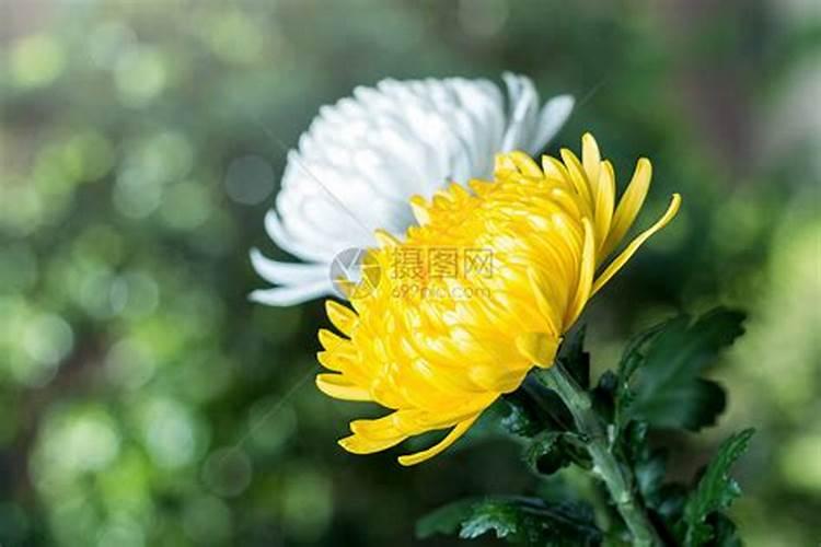 清明节祭祀鲜花几支