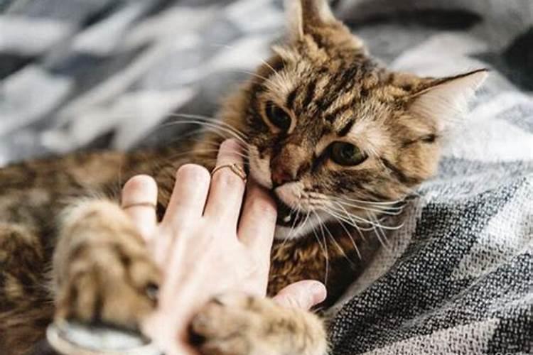 梦见猫咬自己怎么回事啊周公解梦女人