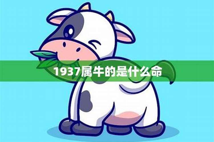 1937年生肖牛的命运