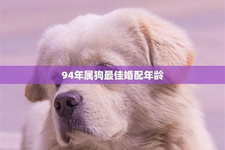 属狗的今年多大94年运程