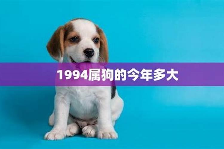 属狗1994年今年多大