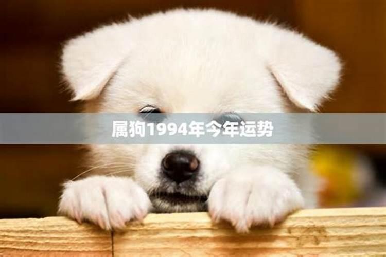 狗年运势2021年运势如何