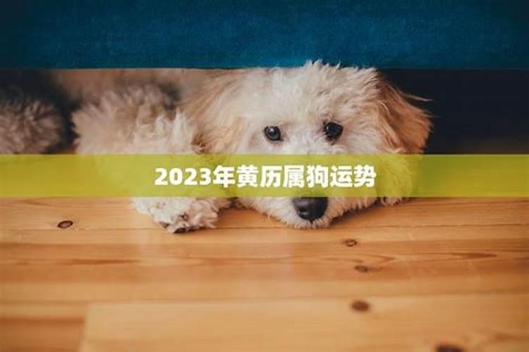 朋友圈里狗年运势怎么