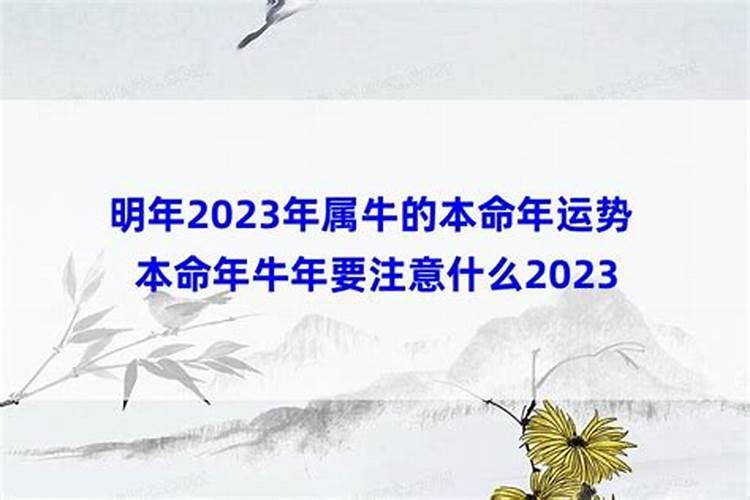 牛明年的运势如何2022