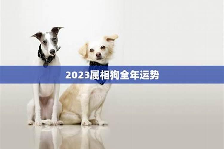 2023年属相狗狗运势