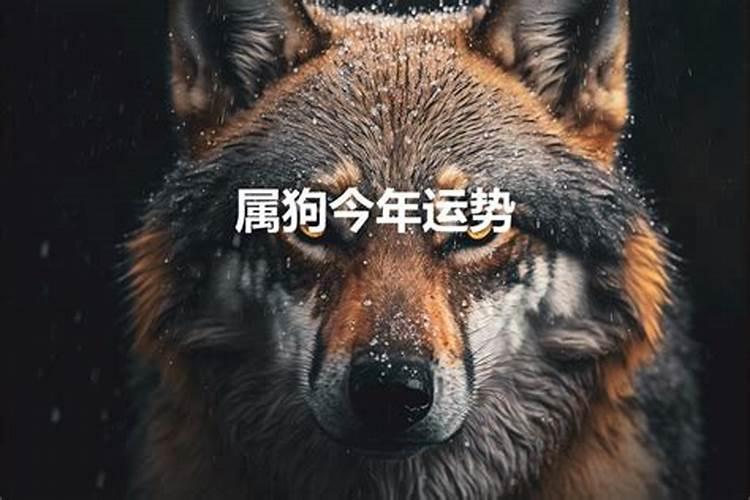 属狗今年的运势怎么样2020