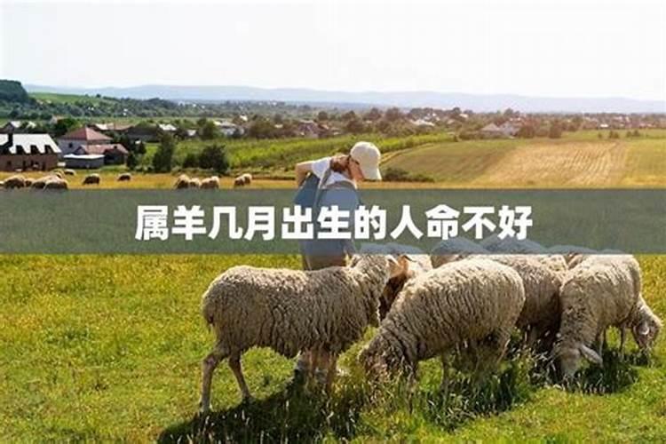 属羊的3月份出生的人是好还是坏