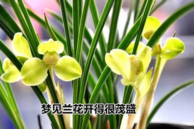 梦到兰花开花是什么意思