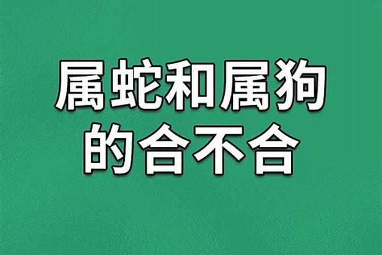 属蛇和属狗八字不合