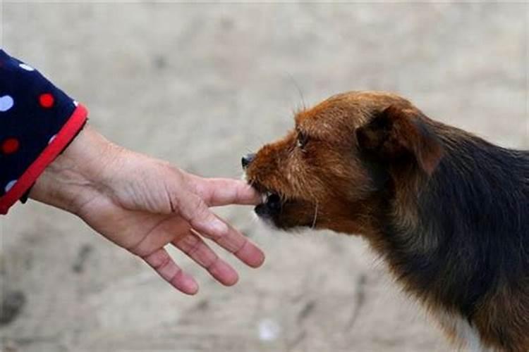 属猴种什么花能带来好运气