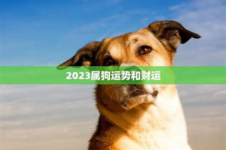 狗的2023年运势如何