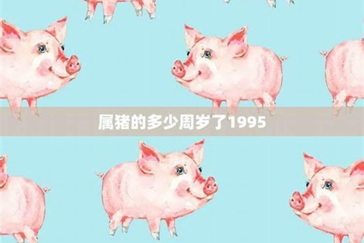 属猪的今年多大年龄1995了