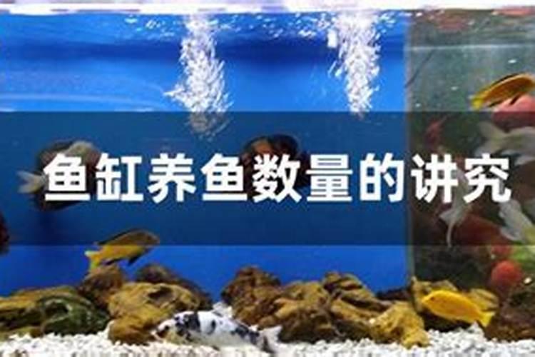 鱼缸养鱼数目风水学