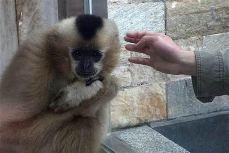 男猴与女鼠相配婚姻怎么样