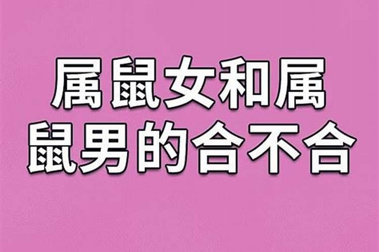 属鼠女和属鼠男合不合