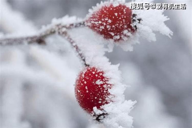 福建冬至吃什么风俗食物