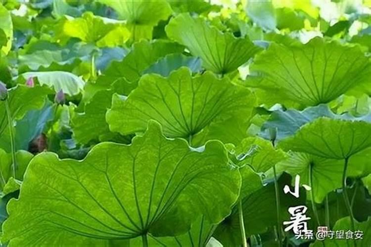 每年的农历九月初九什么节