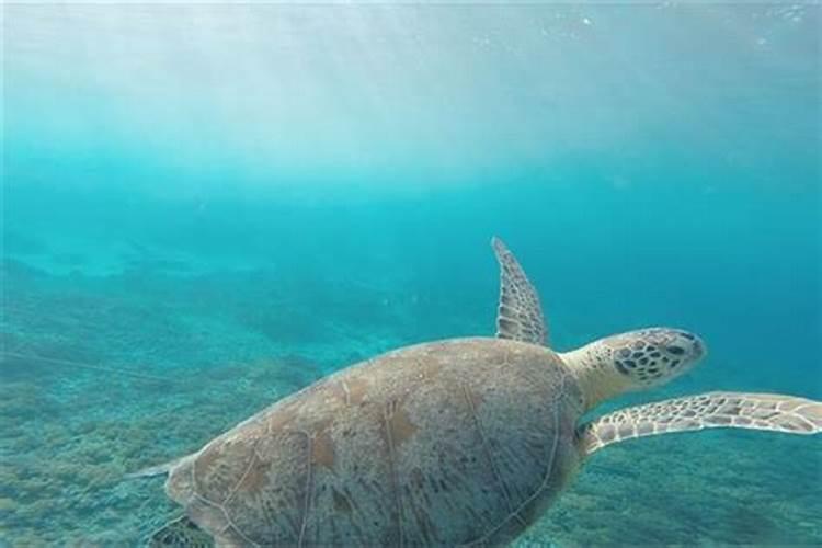 梦见大海水特别清澈的鱼