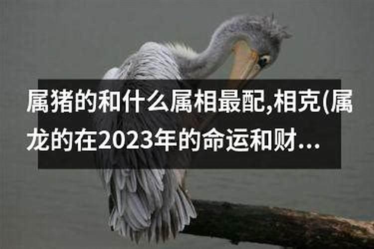 2023年的羊犯什么太岁