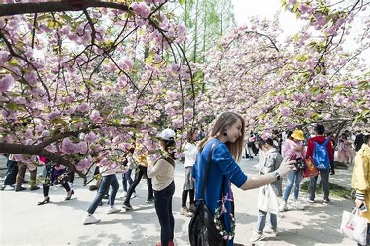 清明樱花祭是什么