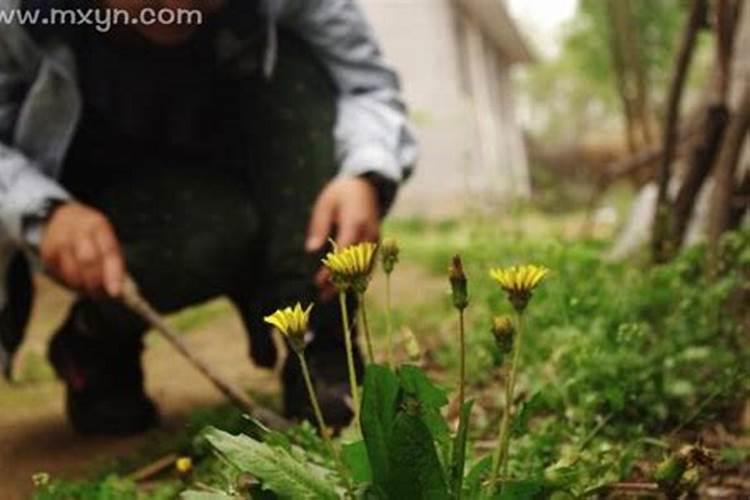 梦见地里扯野菜什么意思