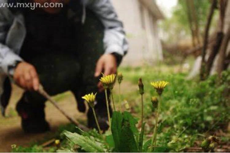 梦见地里扯野菜什么意思