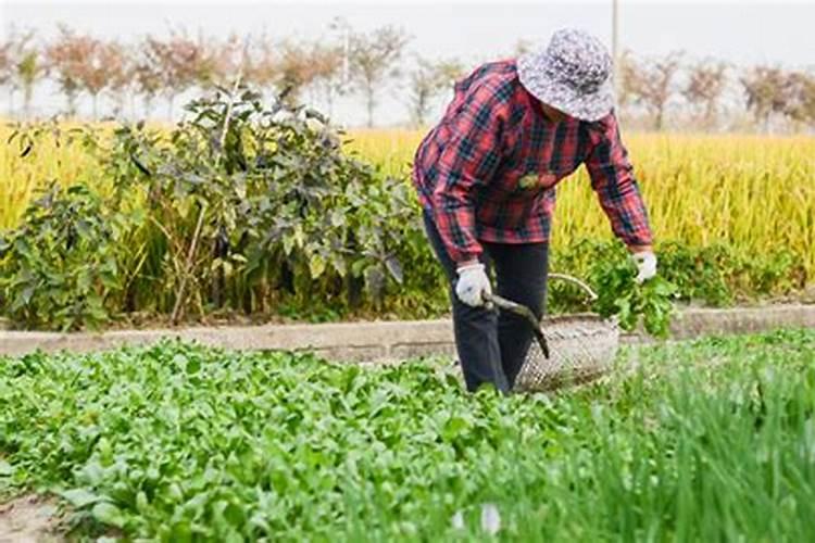 梦到地里好多野菜我在拔野菜什么意思