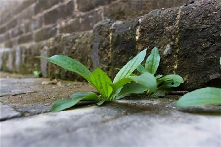 梦见地里有野菜是什么意思