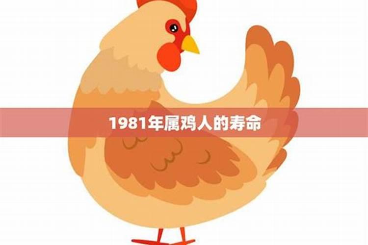 1981年属鸡的在2021年的命运