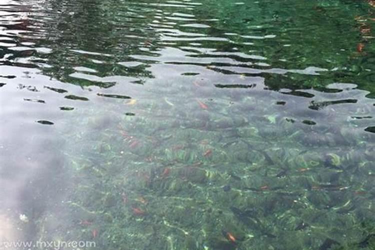 梦到海水涨潮好多鱼