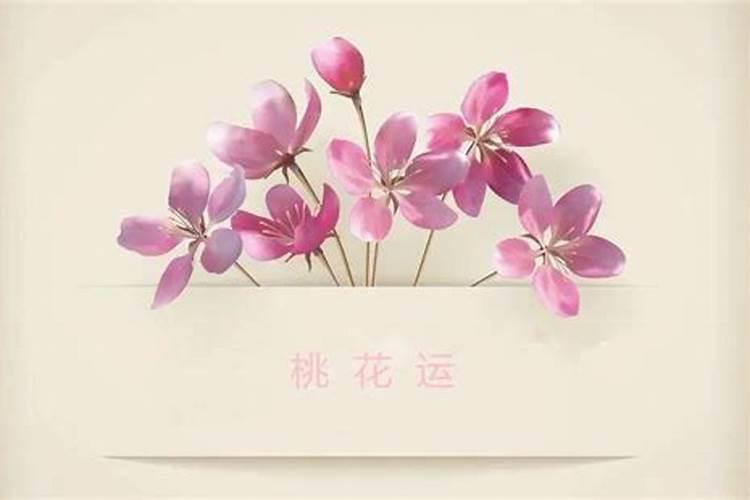 什么花比较招桃花运