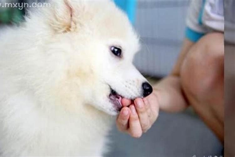 梦见狗咬自己手什么预兆女性