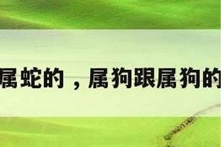 属狗和属蛇的八字合不合适