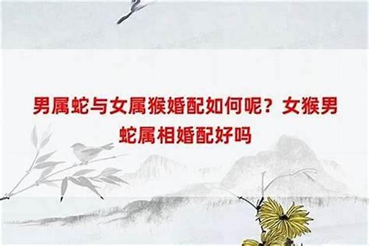 南方人讲究属相合婚吗