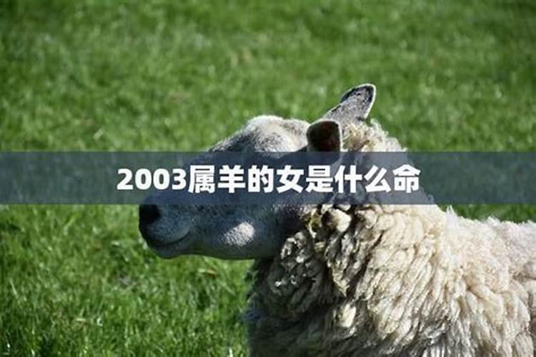 2003年属羊女孩2021年的命运