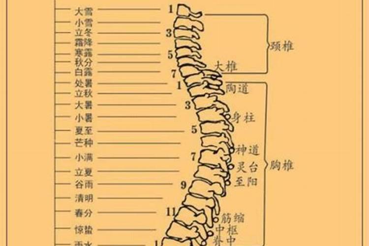 冬至对应脊柱哪节