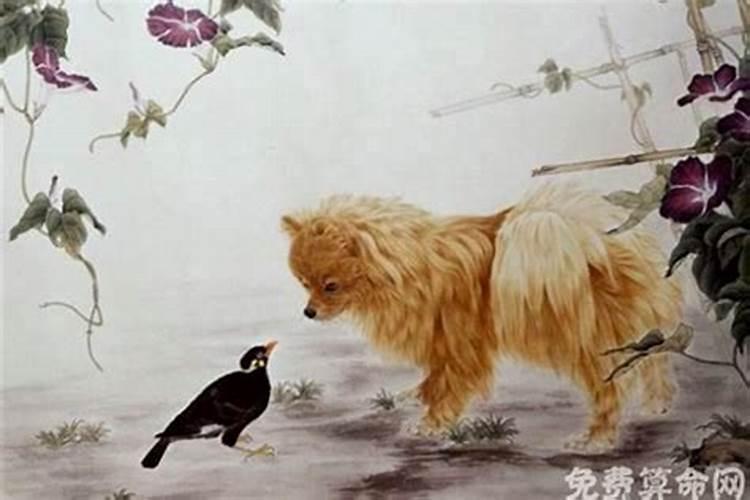 生肖狗与猪八字是否合适