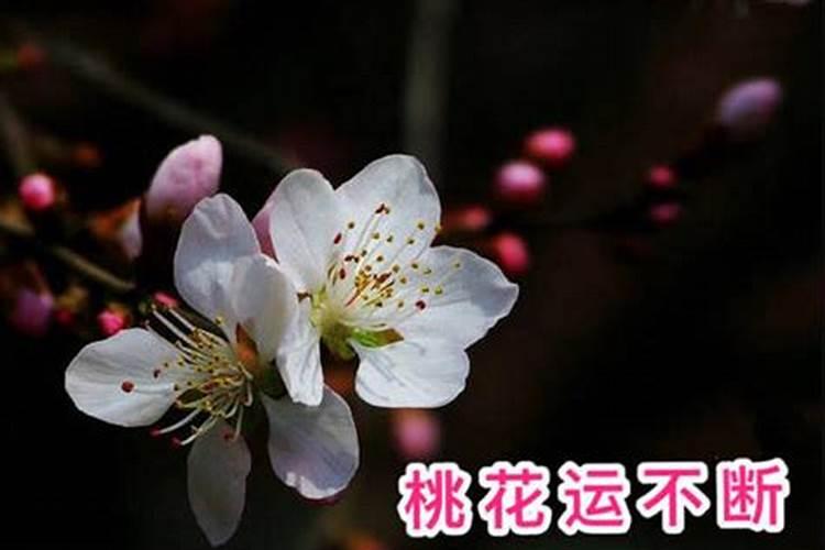 男孩子桃花运是什么原因