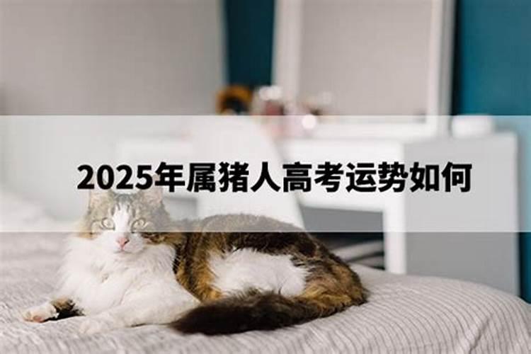 2007年属猪在2026年学业