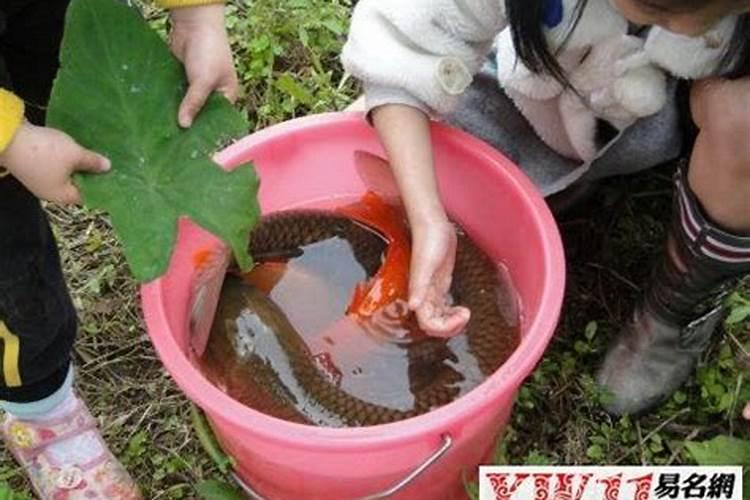 孕妇梦见鱼是什么预兆女性生男孩