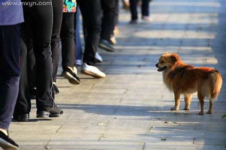 梦见狗老跟着我是什么意思