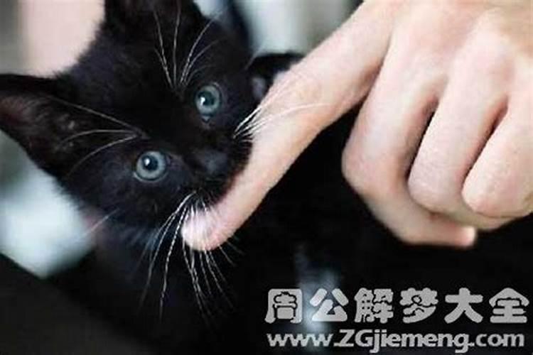 梦见黑猫咬我了这个梦好不好