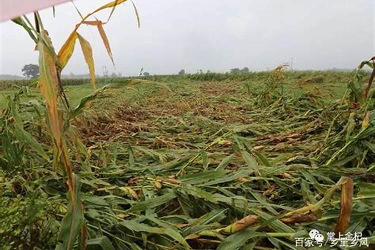 梦见大水淹了自家农田什么预兆