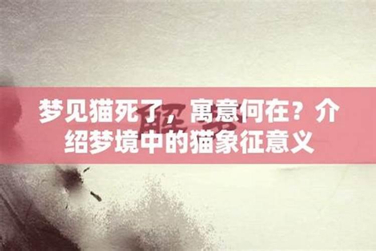 梦见猫象征着什么