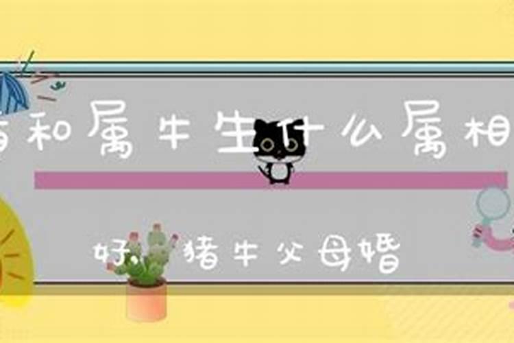 猪爸爸和牛宝宝八字合吗